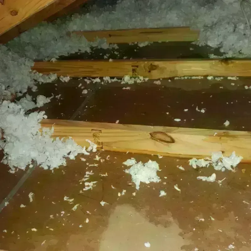 Attic Water Damage in Audubon Park, KY